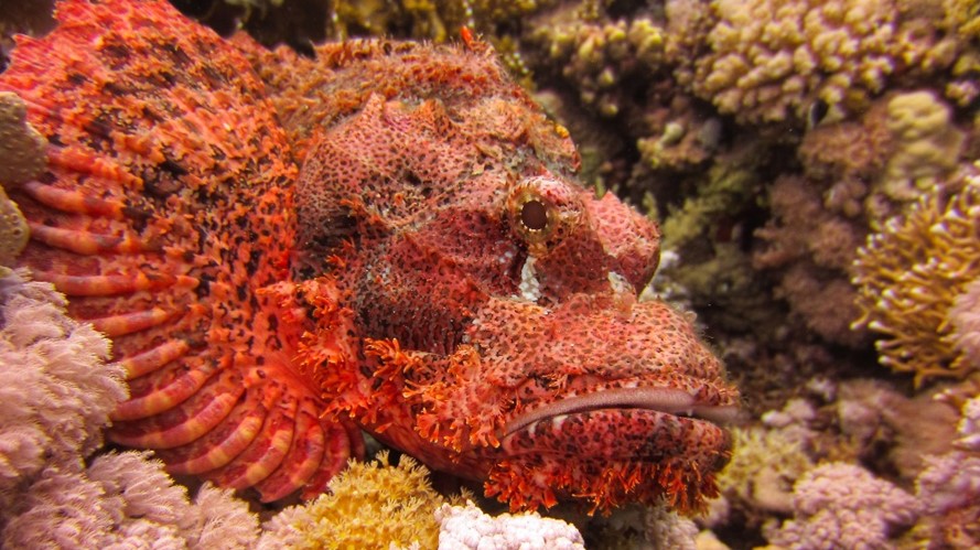 Best Of Red Sea , Two Weeks diving Safari 